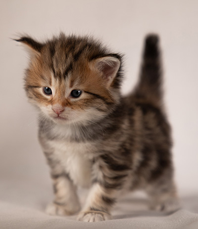 Barnabé - 4 weeks old