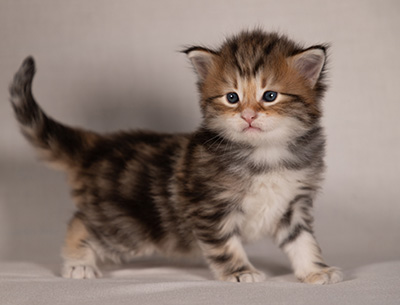 Barnabé - 4 weeks old