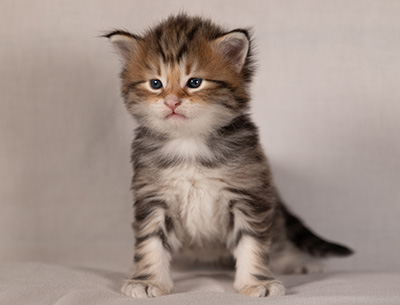 Barnabé - 4 weeks old
