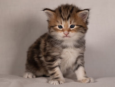 Barnabé - 4 weeks old