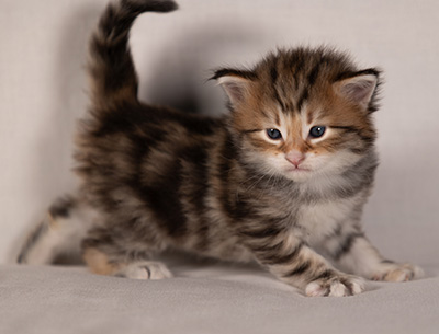 Barnabé - 4 weeks old