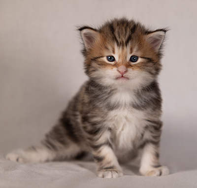 Barnabé - 4 weeks old