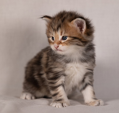 Barnabé - 4 weeks old