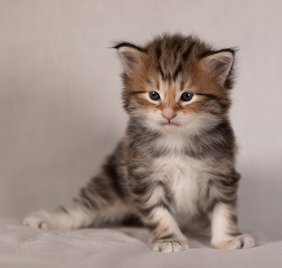 Barnabé - 4 weeks old