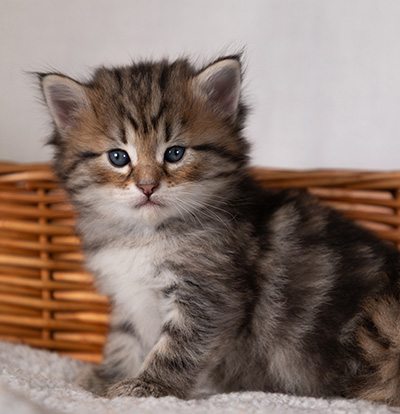 Bérénice - 4 weeks old