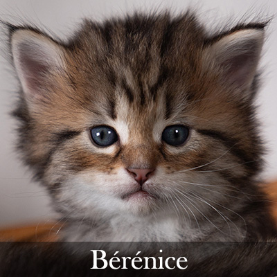 Bérénice