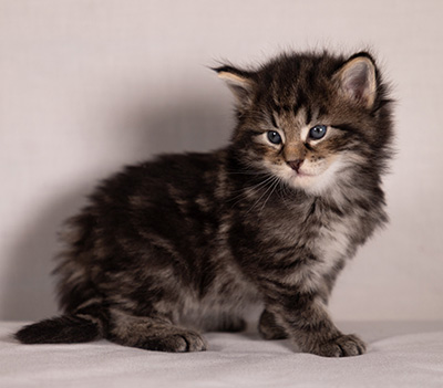 Boniface - 4 weeks old