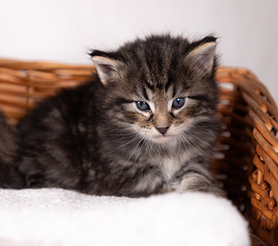 Boniface - 4 weeks old