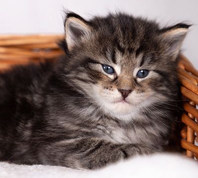 Boniface - 4 weeks old