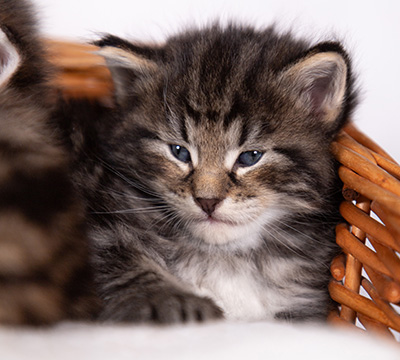 Boniface - 4 weeks old