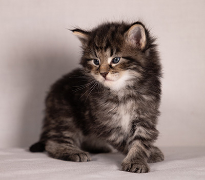 Boniface - 4 weeks old