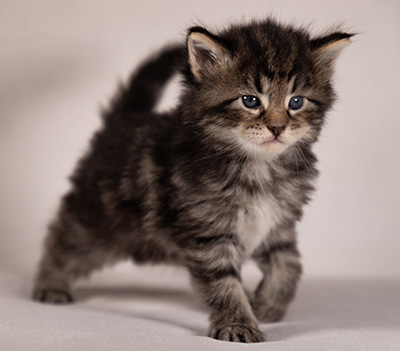 Boniface - 4 weeks old