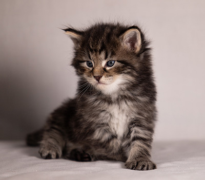 Boniface - 4 weeks old
