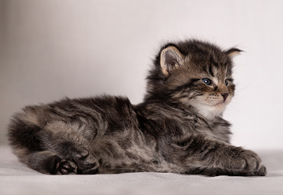 Boniface - 4 weeks old