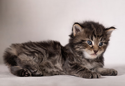 Boniface - 4 weeks old