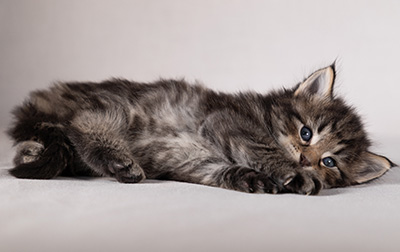 Boniface - 4 weeks old