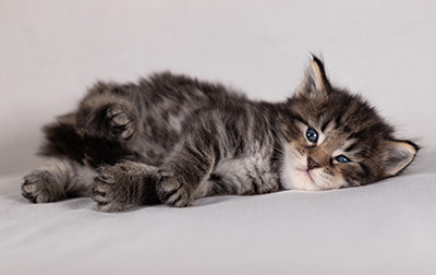 Boniface - 4 weeks old