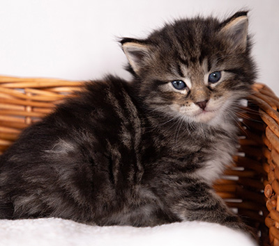 Boniface - 4 weeks old