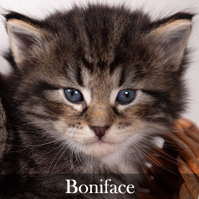 Boniface