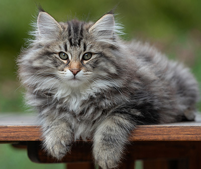 Anselm - 13 semaines