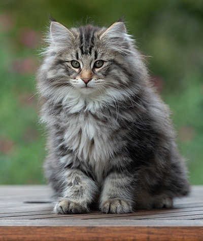 Anselm - 13 semaines