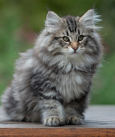 Anselm - 13 semaines