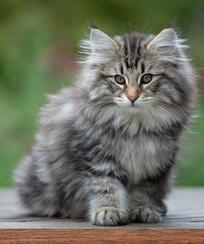 Anselm - 13 semaines