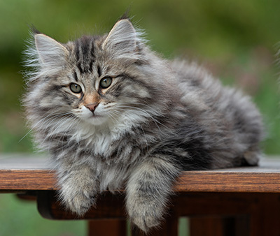 Anselm - 13 semaines