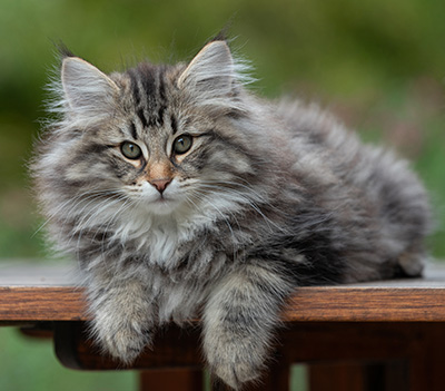 Anselm - 13 semaines