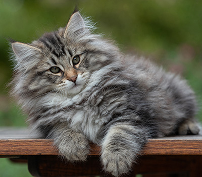 Anselm - 13 semaines