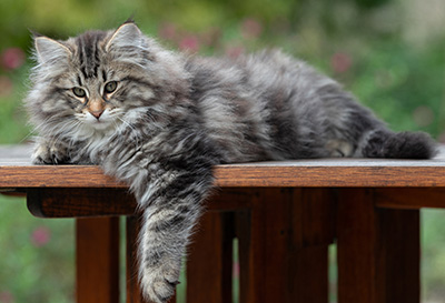 Anselm - 13 semaines