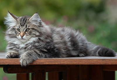 Anselm - 13 semaines