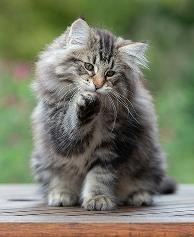 Anselm - 13 semaines