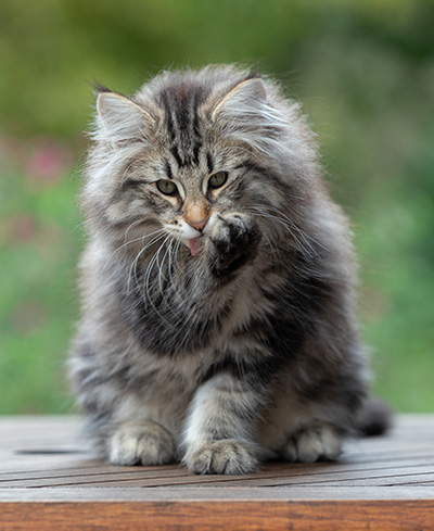 Anselm - 13 semaines