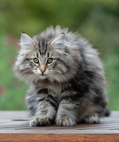 Anselm - 13 semaines