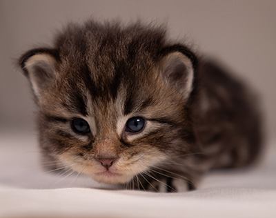 Anselm - 3 weeks old