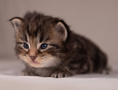 Anselm - 3 weeks old