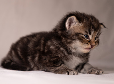 Anselm - 3 weeks old