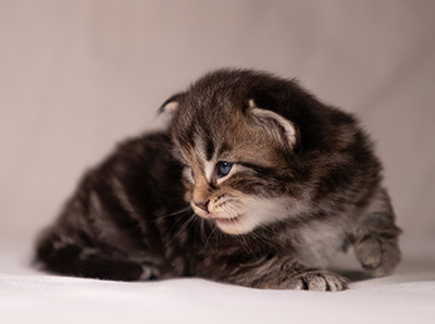 Anselm - 3 weeks old
