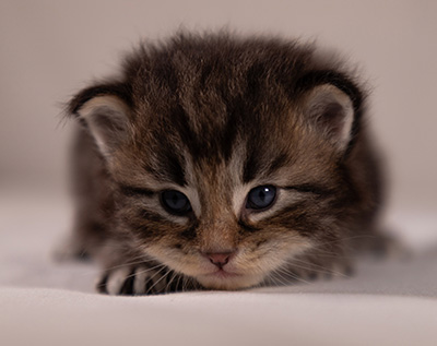 Anselm - 3 weeks old