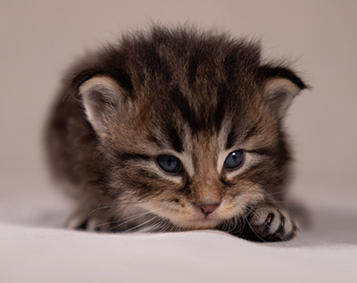 Anselm - 3 weeks old