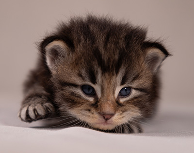 Anselm - 3 weeks old