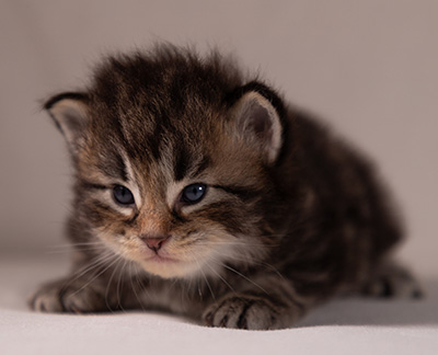 Anselm - 3 weeks old