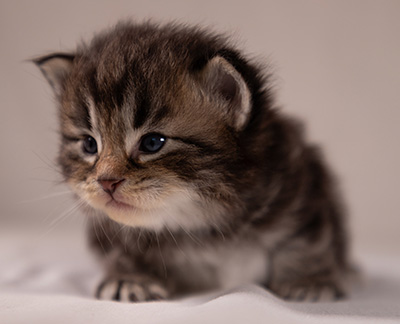 Anselm - 3 weeks old