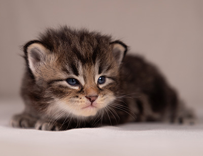 Anselm - 3 weeks old