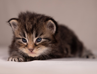Anselm - 3 weeks old