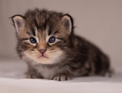 Anselm - 3 weeks old