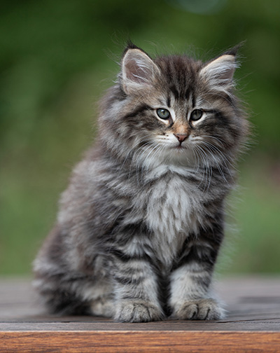 Anselm - 9 Wochen alt