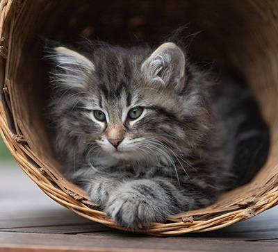 Anselm - 9 Wochen alt