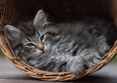 Anselm - 9 Wochen alt